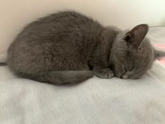 -康乐宝动物医院