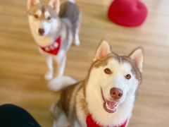 -Husky Go! 哈士奇体验馆·宠物咖啡厅狗咖