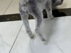 -乖乖宠物医院·猫科·急重症中心(车站北路分院)