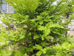 -三圣花乡旅游区