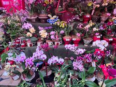 -越秀西湖花市(广州城市广场花卉店)