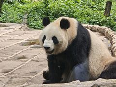 -中国大熊猫保护研究中心雅安碧峰峡基地