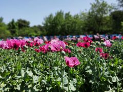 -国家植物园南园