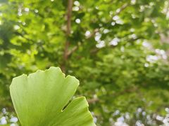 -长白岛森林公园