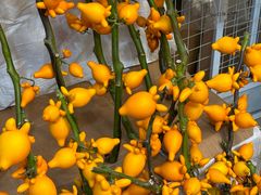 -三圣花乡旅游区