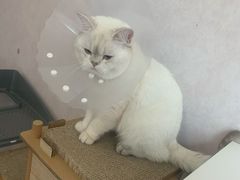 -申普宠物医院·心脏介入·心血管微创(总院)