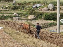 -大姆山草场