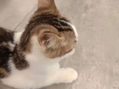 -楼上猫咖(罗湖店)