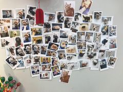 -PETKIT 小佩宠物·低压洗护·美容·寄养(安远店)