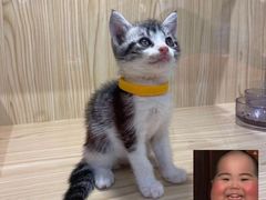 -屋虎猫馆(宝安大仟里店)