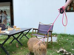 -J Create城市露营咖啡·简餐·宠物(上海动物园店)