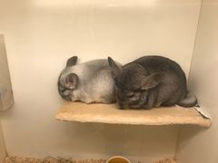 -龙猫仔乐园(惠福东路店)