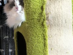 -纳吉亚猫专科动物医院·北北分院