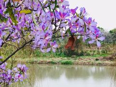 -广东花都湖国家湿地公园