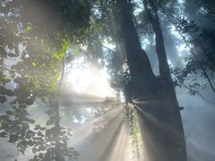 -西双版纳原始森林公园