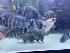 -上海海洋水族馆