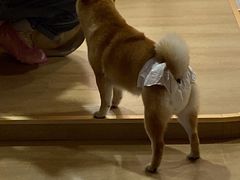 -南京Hallo宠物乐园·哈罗犬舍·柴犬繁育基地