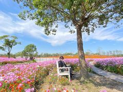 -花开海上生态园