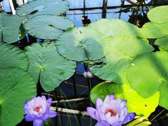 -国家植物园南园