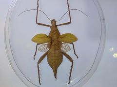 -上海昆虫博物馆