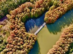 -上海海湾国家森林公园