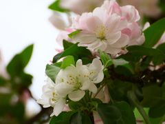 -海棠花溪(元大都城垣遗址公园)