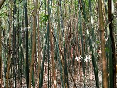 -宜兴龙背山森林公园