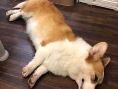 -柯斗斗主题餐厅·狗咖·围炉煮茶·茶饮(国瑞升平里店)