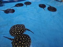 -泉城欧乐堡海洋极地世界