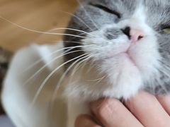 -滚猫咖啡·猫咖·猫友好撸猫(未来城店)