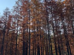 -番禺大夫山森林公园
