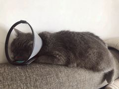 -创凡宠物医院·骨专科  猫科中心(西乡分院)