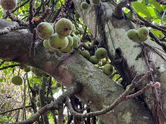 -中国科学院西双版纳热带植物园