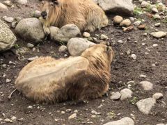 -青峰峡国家森林公园