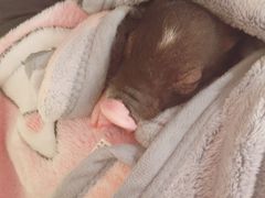 -浣熊柯尔鸭土拨鼠·电玩咖