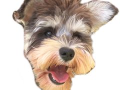 -乖乖宠物医院·猫科·骨科·24小时(云岗分院)