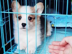 -萌宠之家·腊肠犬·马尔泰·小体犬舍
