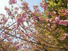 -高东镇樱花园