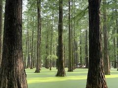 -渌洋湖湿地公园