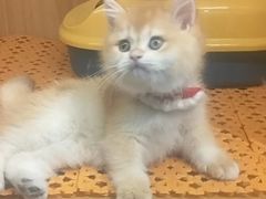 -欣宠猫屋·矮脚拿破仑·蓝金金渐层