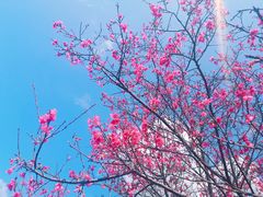 -天适樱花悠乐园