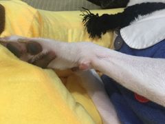 -逗柴咖啡屋·狗咖猫咖宠物桌游