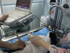 -纳吉亚猫专科动物诊疗中心(蒋宅口分院)