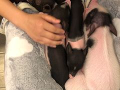 -浣熊柯尔鸭土拨鼠·电玩咖