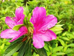 -天适樱花悠乐园