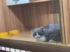 -钦宠·猫咪售卖·洗护·寄养(东圃旗舰店)