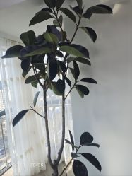 -HEYAN荷妍专业脱毛连锁机构