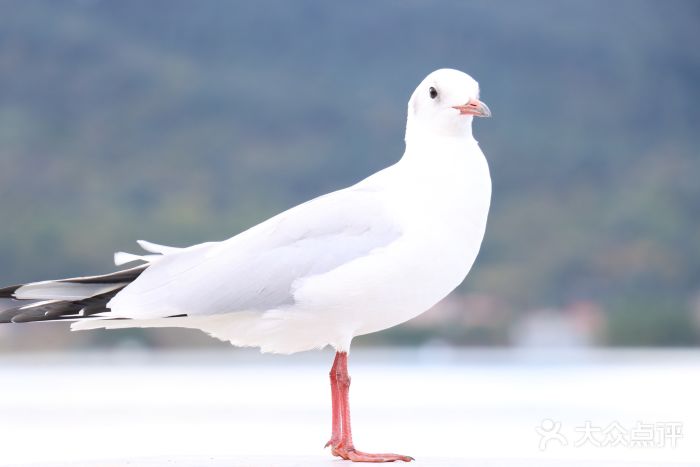 海埂大坝图片