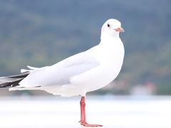 -海埂大坝
