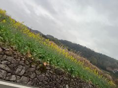 -桑洲油菜花景区